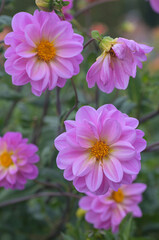 Obraz premium Beautiful close-up of a pink dahlia
