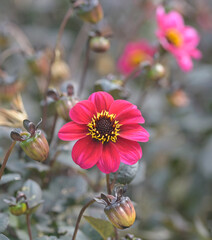 Beautiful close-up of a mignon dahlia