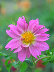 Obraz premium Beautiful close-up of a pink dahlia flower