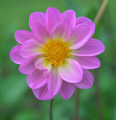 Obraz premium Beautiful close-up of a pink dahlia