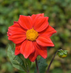Beautiful close-up of a red dahlia