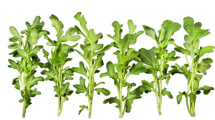 Fototapeta premium A collection of green plants rucola with different shapes and sizes
