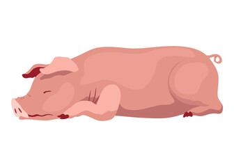 Pig set flat cartoon isolated on white background. Pink pig  illustration