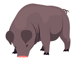 Pig set flat cartoon isolated on white background. Black pig  illustration