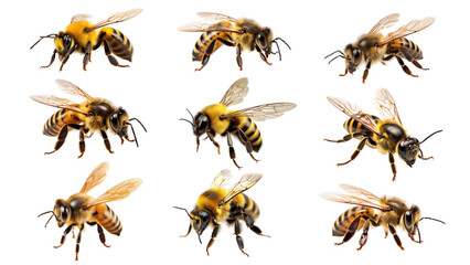 PNG bee insect design element set, transparent background