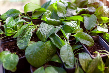 Top view of potted verbascum phoeniceum or mullein growing in plant nursery. Close up of foliage. Small business