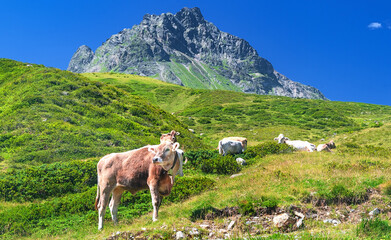 Kühe auf Alm vor Alpenkulisse