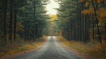 Infinity Road: Endless Possibilities Among Tall Pines