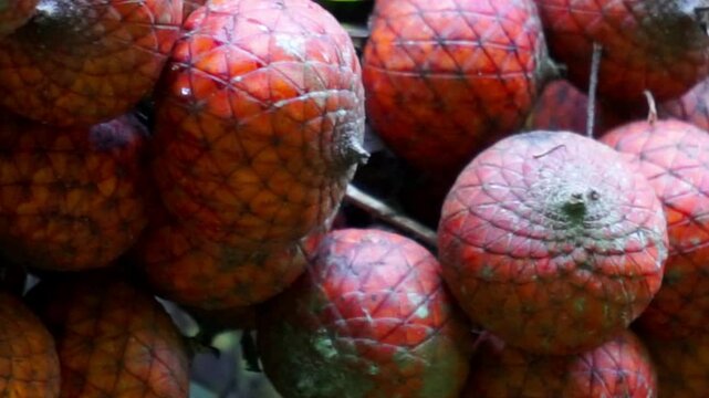 Ripe rattan fruit on the tree. The rattan fruit is edible, the texture is like lychee fruit