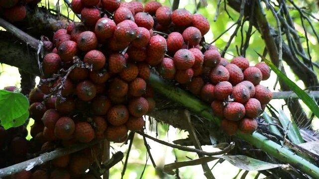 Ripe rattan fruit on the tree. The rattan fruit is edible, the texture is like lychee fruit