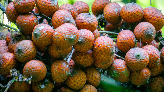 Ripe rattan fruit on the tree. The rattan fruit is edible, the texture is like lychee fruit