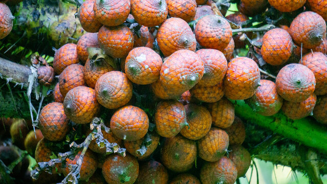 Ripe rattan fruit on the tree. The rattan fruit is edible, the texture is like lychee fruit