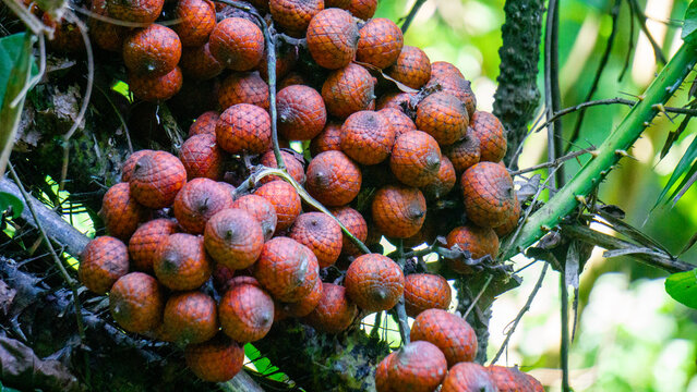 Ripe rattan fruit on the tree. The rattan fruit is edible, the texture is like lychee fruit
