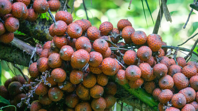 Ripe rattan fruit on the tree. The rattan fruit is edible, the texture is like lychee fruit
