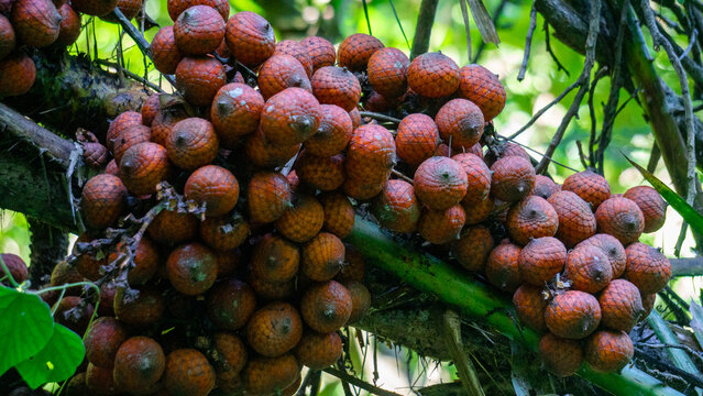 Ripe rattan fruit on the tree. The rattan fruit is edible, the texture is like lychee fruit