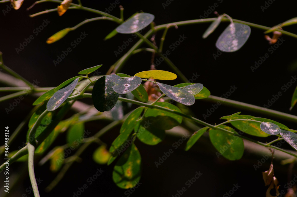 Wall mural close up of moringa leaves in the morning