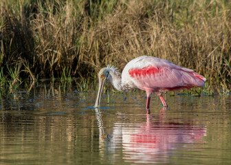 An adult, Roseate Spoonbill with a bald greenish head and pink and magenta plumage, is foraging for food in a pond in Florida, with a reflection in the water. Blurred background.