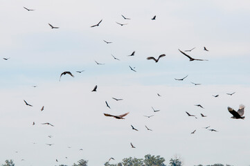 A congregation of turkey and black vultures soaring in a light color sky above the tree tops. Flying vultures may be seen near and far.