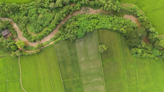 Aerial view of vibrant green rice fields with intricate patterns and pathways, highlighting rural agricultural beauty.