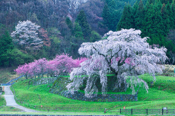 奈良県宇陀市の又兵衛桜