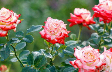 Beautiful rose flower in nature. Close-up