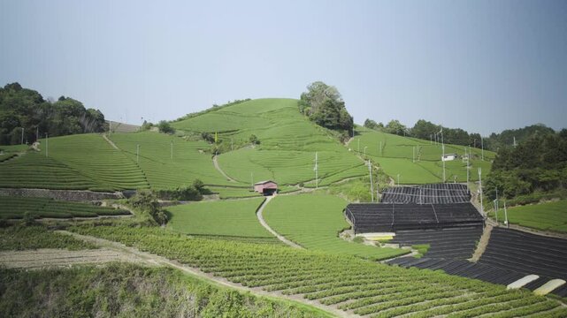 日本遺産　京都府指定遺産　石寺の茶畑　wide version