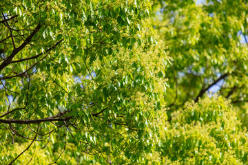 Green leaves on a tree in nature