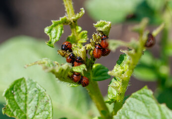 Colorado potato beetle on potato leaves. Close-up
