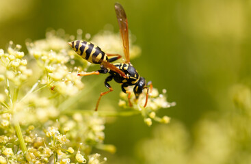 Wasp on a yellow flower. Macro