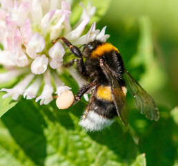 Bee on a pink clover flower. Macro