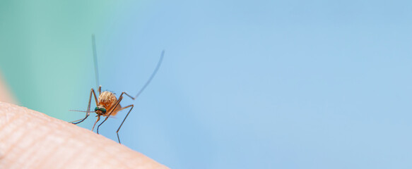 Close-up of Striped mosquitoes are eating blood on human skin with blue backgroun. Mosquito are...