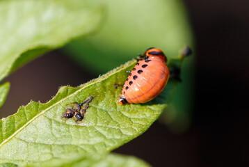 Colorado potato beetle on potato leaves. Macro
