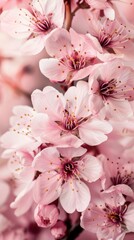 Obraz premium Close-up of delicate pink cherry blossoms.
