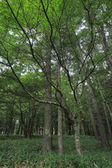 日本周遊　初秋の奥日光散策