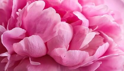 Pink floral background with peony flower petals macro photo, closeup view