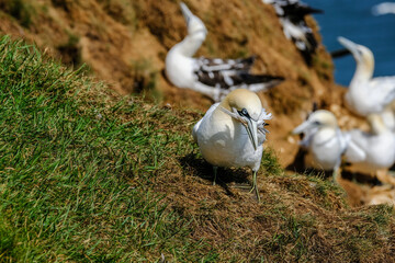 Obraz premium An adult Northern Gannet (Morus bassanus) carrying nesting material in its beak with other members of its colony in the background.