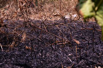 shot on burned land. land with piles of bamboo leaves caught fire.