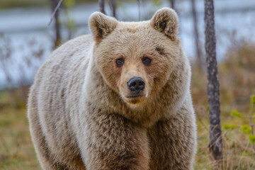 Fototapeta premium A yearling Eurasian brown bear cub (Ursus arctos, Ursus arctos arctos) prowling amongst trees in Northern Finland. Face-on view.