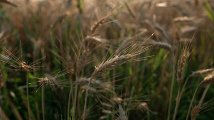 Grano 2024