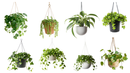 PNG hanging plant design element set, transparent background