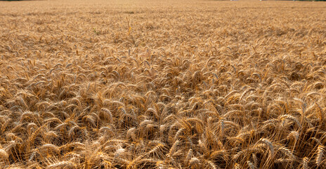 Grano 2024