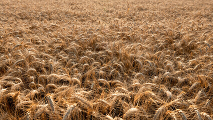 Grano 2024