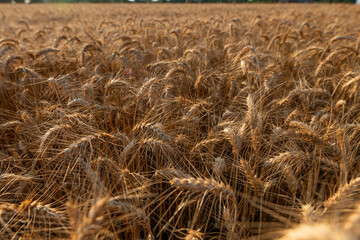 Grano 2024