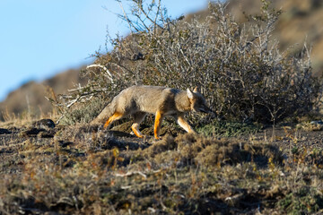 Patagonia Grey Fox, Pseudalopex griseus, Torres del Paine National Park, Chile