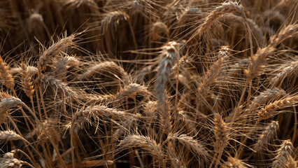 Grano 2024