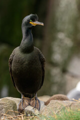 A lone European shag (Phalacrocorax aristotelis) perched above its rocky nest.