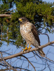 Roadside Hawk perched, calden forest, La Pampa , Argentina