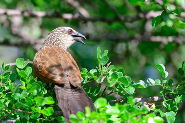 A white-browed couca or lark-heeled cuckoo (Centropus superciliosus) with one of its prominent red eyes visible