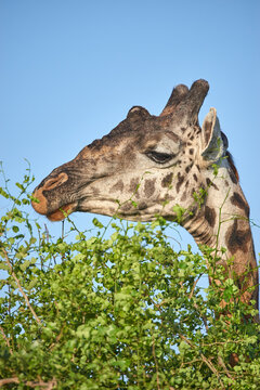 Adule male Masai giraffe (Giraffa tippelskirchi) eating leaves from a treetop tree top. Note bald ossicones indicating his maleness male sex gender. Copy space.