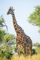 Adult male Masai giraffe (Giraffa tippelskirchi) with bald ossicones indicating his maleness gender male sex, Tarangire, Tanzania